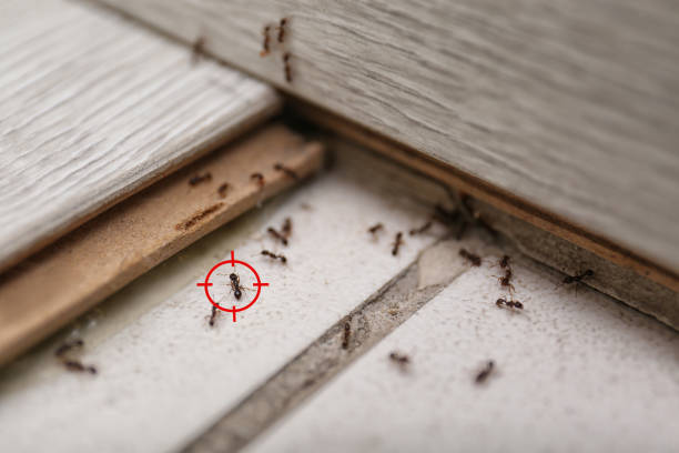 Wasp Removal Services in Buffalo, TX