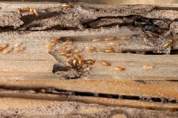 Best Rodent Control Near Me  in Buffalo, TX
